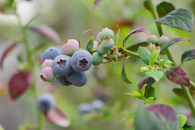 Berry House cultivos Publimark