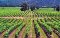 Exportaciones de vinos cierran arriba un a&ntilde;o de baja