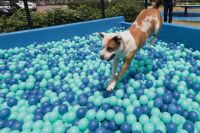 Evento con entretenciones para perros en diciembre de este a&ntilde;o