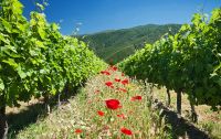 Fiesta virtual de la vendimia en Colchagua