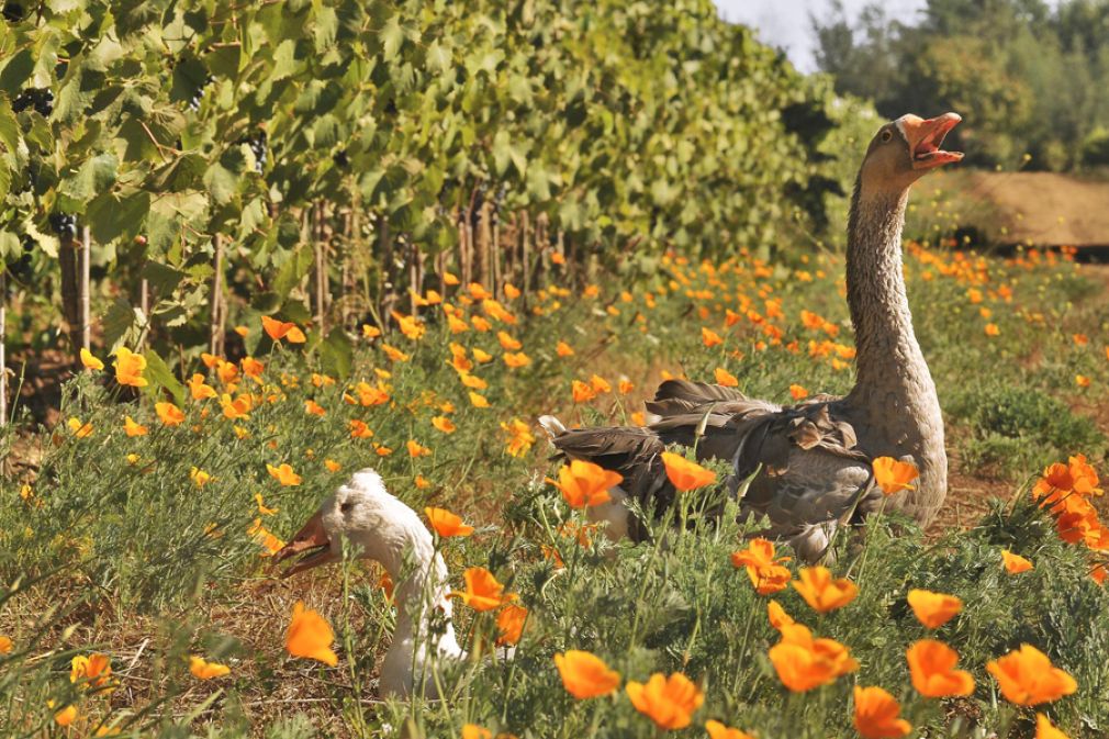 Viña chilena certificada por practicar viticultura regenerativa