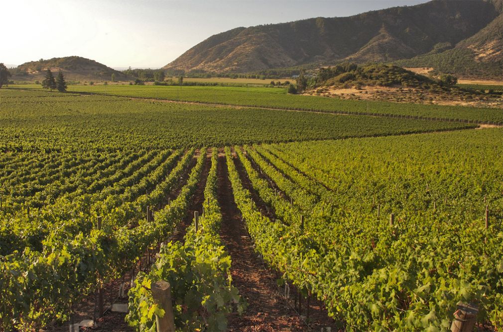Concha y Toro orienta sus vi&ntilde;as al mercado premium