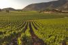Concha y Toro orienta sus vi&ntilde;as al mercado premium
