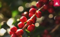 Invitaci&oacute;n a degustar el caf&eacute; con los o&iacute;dos