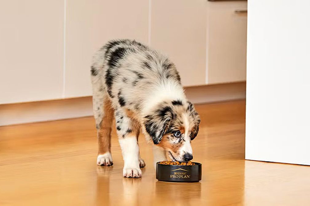 Purina Pro Plan introdujo en Chile probiótico veterinario FortiFlora