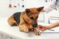 Pasos de Ludipek en el mercado de productos para mascotas
