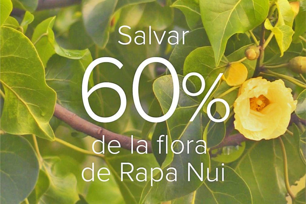 Proyecto de Klorane para protecci&oacute;n de la flora de Rapa Nui